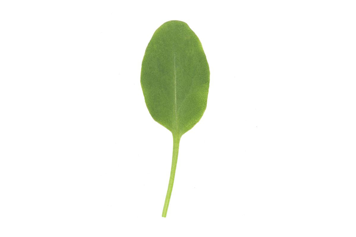 Sorrel – Organic Green Seed